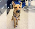 Small German Shepherd Dog