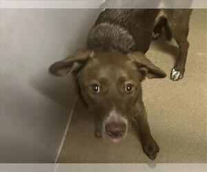 Australian Shepherd-Unknown Mix Dogs for adoption in Martinez, CA, USA