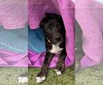 Small #3 Australian Kelpie-Australian Shepherd Mix