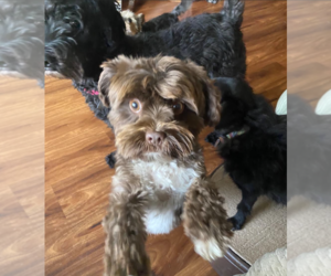 Wilson - Male Havanese-Unknown Mix Dog for Adoption - Photo #11