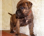 Small Photo #6 Bullmastiff Puppy For Sale in VERONA, MO, USA