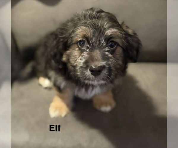 Medium Photo #2 Colonial Cocker Spaniel-Unknown Mix Puppy For Sale in Colorado Springs, CO, USA