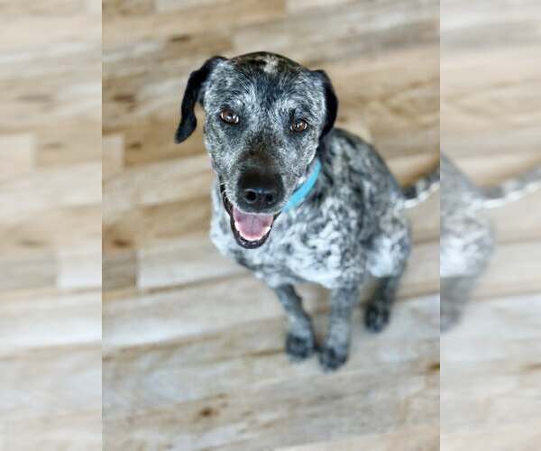 Medium Photo #2 Pointer-Unknown Mix Puppy For Sale in Paso Robles, CA, USA