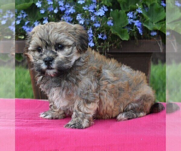 Medium Photo #4 Mal-Shi Puppy For Sale in NARVON, PA, USA