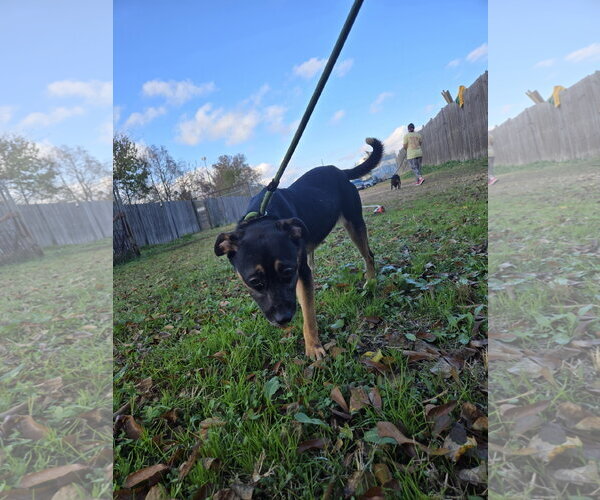 Medium Photo #2 Mountain Cur-Unknown Mix Puppy For Sale in Jackson, MS, USA
