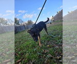 Small Photo #2 Mountain Cur-Unknown Mix Puppy For Sale in Jackson, MS, USA