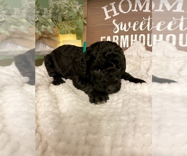 Medium Photo #16 Labradoodle-Poodle (Standard) Mix Puppy For Sale in MIDDLESEX, NC, USA