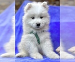 Puppy 3 Samoyed