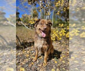 Australian Shepherd-Unknown Mix Dogs for adoption in Frisco, CO, USA