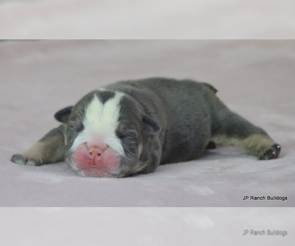 Medium Photo #3 Bulldog Puppy For Sale in WINNSBORO, TX, USA
