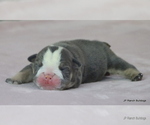 Small #2 Bulldog