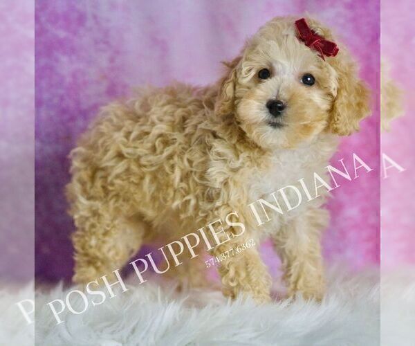 Medium Photo #88 Maltipoo (Toy) Puppy For Sale in WARSAW, IN, USA