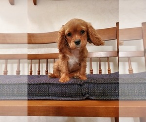 Cavalier King Charles Spaniel Puppy for sale in GOSHEN, IN, USA