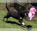 Small #1 German Shepherd Dog Mix
