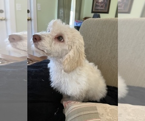 Poodle (Miniature) Puppy for sale in STANTON, MI, USA