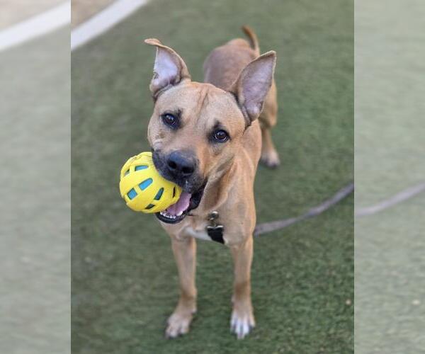 Medium Photo #1 American Pit Bull Terrier-Unknown Mix Puppy For Sale in Las Vegas, NV, USA