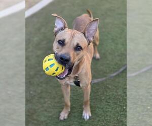 American Pit Bull Terrier-Unknown Mix Dogs for adoption in Las Vegas, NV, USA