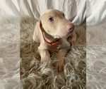 Puppy 3 Doberman Pinscher