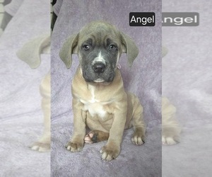 Cane Corso Puppy for sale in MINERAL WELLS, WV, USA