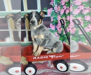 Australian Cattle Dog Puppy for sale in ELKHART, IN, USA
