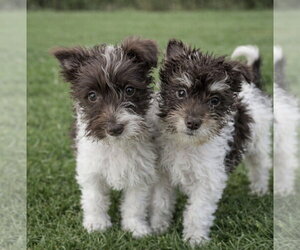 Mutt Dogs for adoption in Jackson Township, NJ, USA