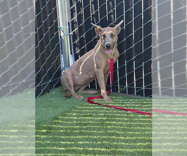 Medium Photo #1 Mutt Puppy For Sale in San Bernardino, CA, USA