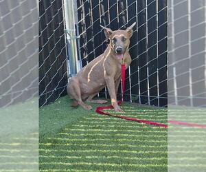 Mutt Dogs for adoption in San Bernardino, CA, USA