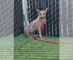 HIBISCUS - Female Mutt Dog for Adoption - Small photo