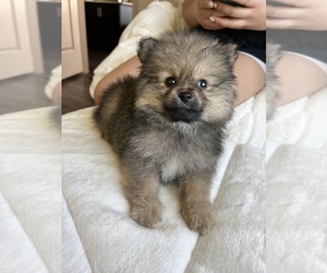 Pomeranian Puppy for sale in CHANDLER, AZ, USA