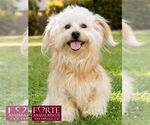 Small #5 Havanese Mix