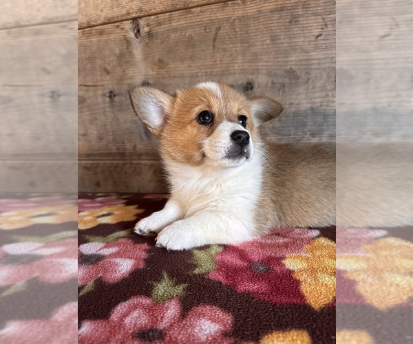 Medium Photo #5 Pembroke Welsh Corgi Puppy For Sale in VERMONTVILLE, MI, USA