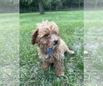 Small #11 Poodle (Miniature)