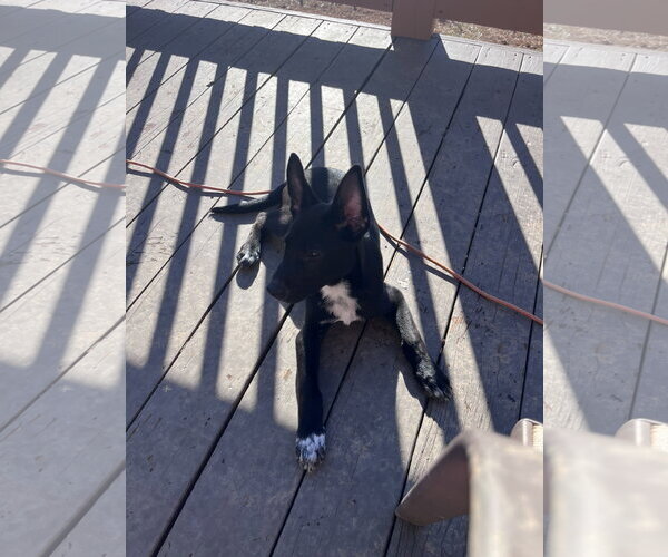 Medium Photo #9 Mutt Puppy For Sale in Holly Springs, NC, USA