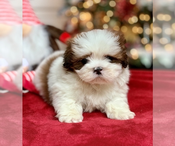 Medium Photo #10 Shih Tzu Puppy For Sale in BUFORD, GA, USA