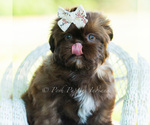 Puppy Astoria Shih Tzu