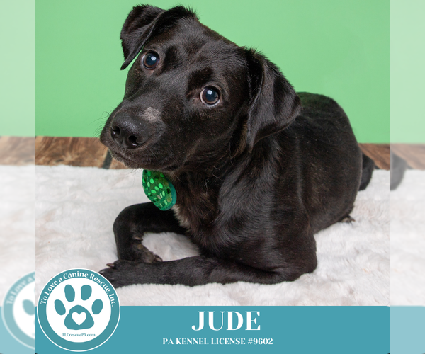 Medium Photo #5 Labrador Retriever-Unknown Mix Puppy For Sale in Kimberton, PA, USA