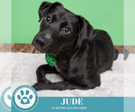 Small #4 Labrador Retriever Mix