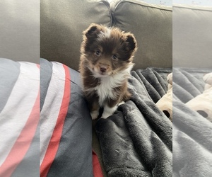 Miniature Australian Shepherd Puppy for sale in BARTLETT, IL, USA