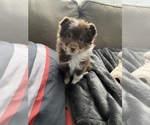 Small Photo #1 Miniature Australian Shepherd Puppy For Sale in BARTLETT, IL, USA