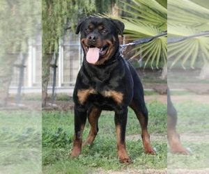 Mother of the Rottweiler puppies born on 05/25/2022