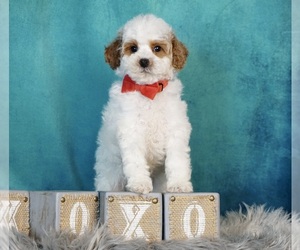 Poodle (Toy) Puppy for sale in WARSAW, IN, USA