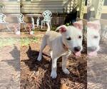 Small #12 Huskies  Mix