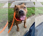 Small #12 American Pit Bull Terrier