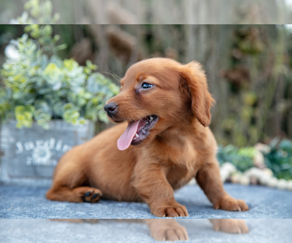 Medium Photo #3 Dachshund Puppy For Sale in SALEM, IN, USA