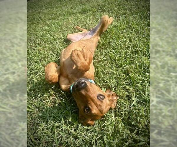 Medium Photo #2 Redbone Coonhound-Unknown Mix Puppy For Sale in Houston, TX, USA