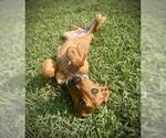Small #1 Redbone Coonhound Mix