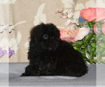 Small Photo #2 Shih-Poo Puppy For Sale in RISING SUN, MD, USA