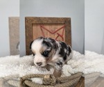 Small #2 Miniature Australian Shepherd
