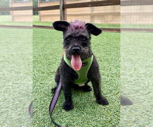 Vashti - Female Mutt Dog for Adoption - Photo #2