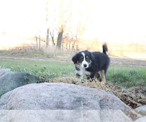 Australian Shepherd Puppy for sale in GOSHEN, IN, USA